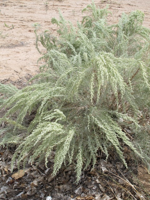 Artemisia filifolia